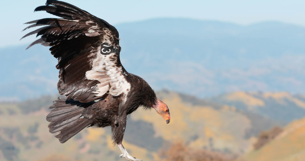 Endangered California Bird Returns to the Skies After 100 Years