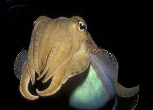 Highly-Intelligent Cuttlefish? The Marine Creatures Are Discovered to Be Able of Exerting Self-Control