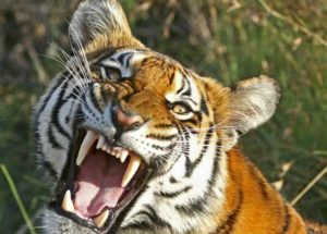 The Case of a Woman Killed by Tiger at Zoo on July 4th Finally Has an Explanation