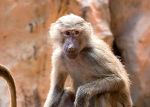 Study Delves Into The Bioethics Of The First Human-Monkey Hybrid Embryo