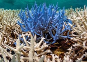 Peculiar Deep Ocean Phenomenon Shows That Sponges Travel More Than Previously Believed