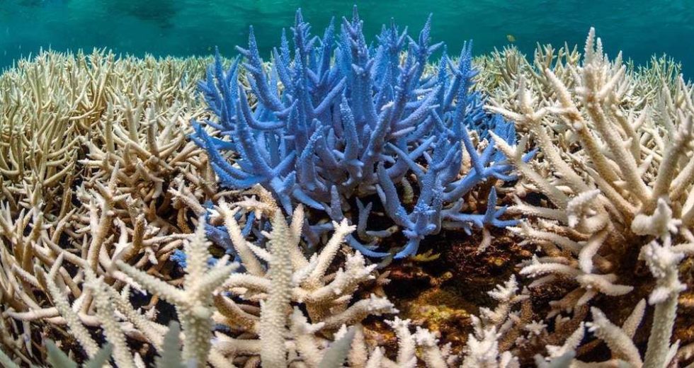Peculiar Deep Ocean Phenomenon Shows That Sponges Travel More Than Previously Believed