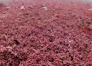 Scientists Discovered Genetically Unique, Peculiar “Falgae” In Cornwall