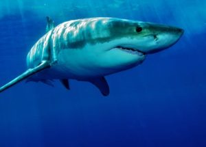 Scientists Prove How Technology Can Save Humans From Shark Attacks