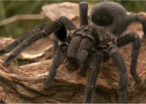 Scientists Can Finally Explain Why Tarantulas are Terrifyingly Prevalent