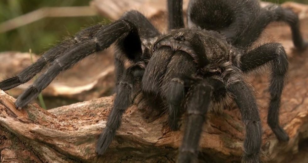 Scientists Can Finally Explain Why Tarantulas are Terrifyingly Prevalent