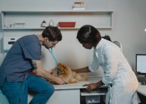 The Step-by-Step Guide to Opening a Veterinary Clinic