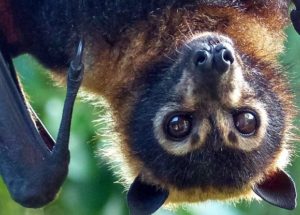 Bats Have An Innate Feel For The Speed Of Sound, Scientists Found!
