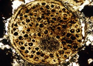 Newly Found Ancient Fossil May Be The Oldest Multicellular Organism On Record