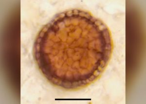 Researchers Found A 273 Million Years Old “Living Fossil” On The Bottom Of The Ocean!