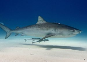 Sharks Use This Unique Method To Navigate Precisely Through The Seas