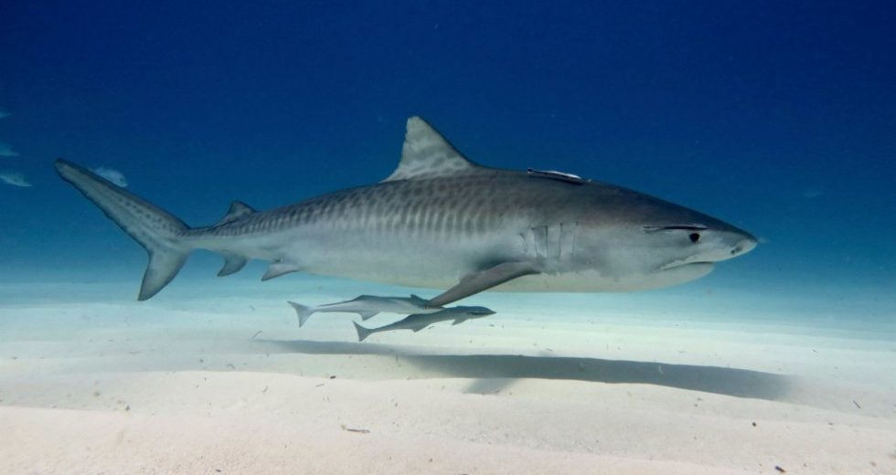 Sharks Use This Unique Method To Navigate Precisely Through The Seas