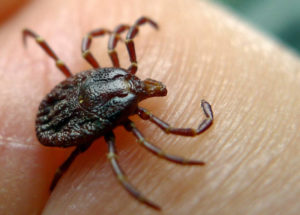 New England Citizens Must Be Aware of the Ticks’ Return