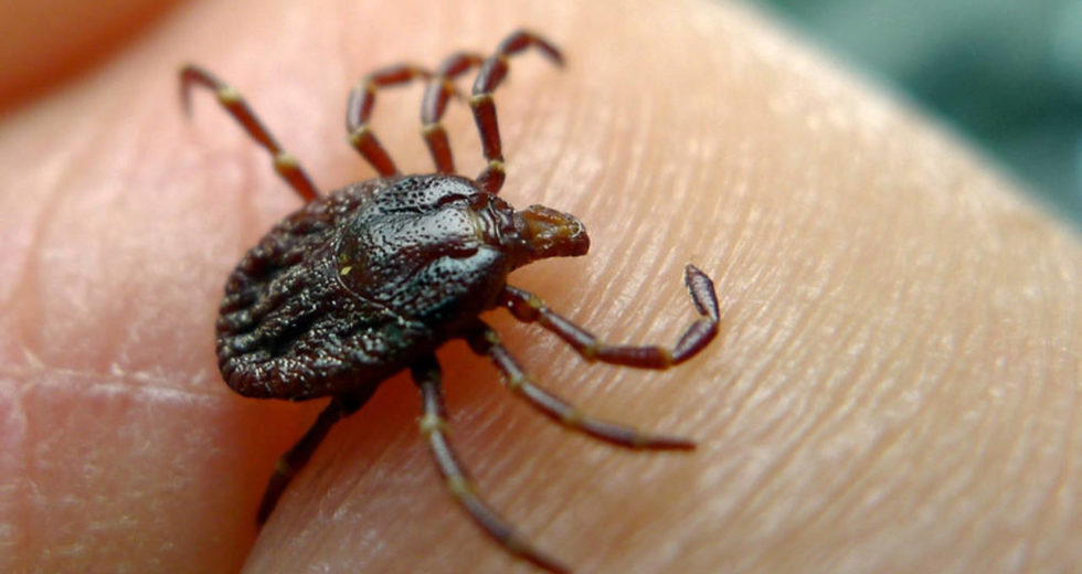 New England Citizens Must Be Aware of the Ticks’ Return