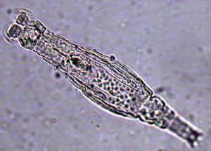 Arctic Animal Was Revived In Siberia – It Cloned Itself!