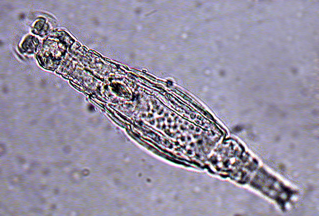 Arctic Animal Was Revived In Siberia – It Cloned Itself!