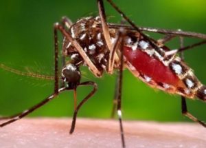 Dengue Fever Transmission Registered A Decrease Of 77% In A Real-World Test