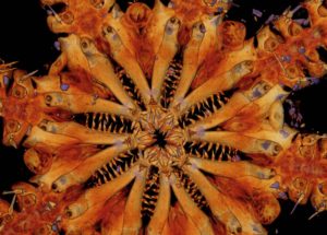 Pacific Ocean, the Place of a New Fossil Discovery