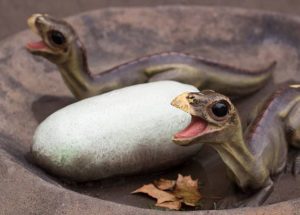 Research Discovers Baby Dinosaurs Hatched In The Arctic 70 Millions Of Years Ago