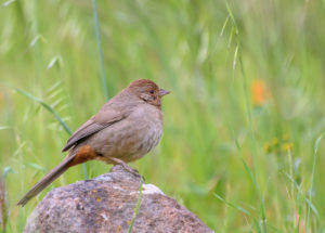 Technology provides Scientists Advanced Methods Of Following Birds