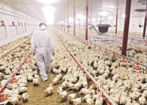 Is A Bird Flu The New Global Danger? Thousands Of Migrating Cranes Dead