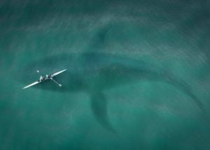 Huge Megalodon Mega-Shark Likely Bigger Than Anyone Thought