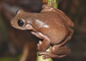 The ‘Chocolate Frog’ is a Newly-Discovered Species That Reminds About the Harry Potter Series