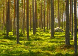 New Study Shows How Global Demands Trigger Deforestation