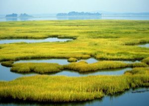 Coastal Marshes Might Drown Faster Than Previously Believed, New Study Finds