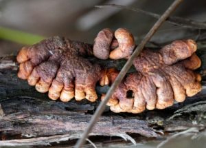 Unique Finger-Like Fungus Is Fighting Extinction On An Australian Island