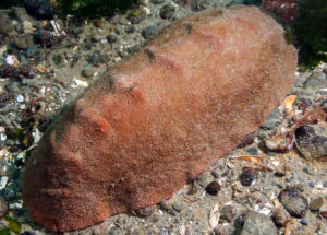 The ‘Wandering Meatloaf’ Mollusc with Iron Teeth Astonishes Researchers