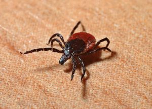 Easy Guide for What to Do if a Tick Bites You