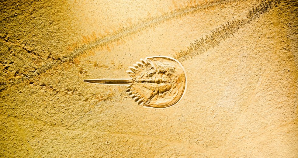 310 Million-Year-Old Horseshoe Crab Fossil Found With Preserved Brain