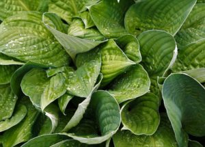 Mystery Uncovered – Scientists Learned How Plant Cells Determine When They Must Stop Their Growth