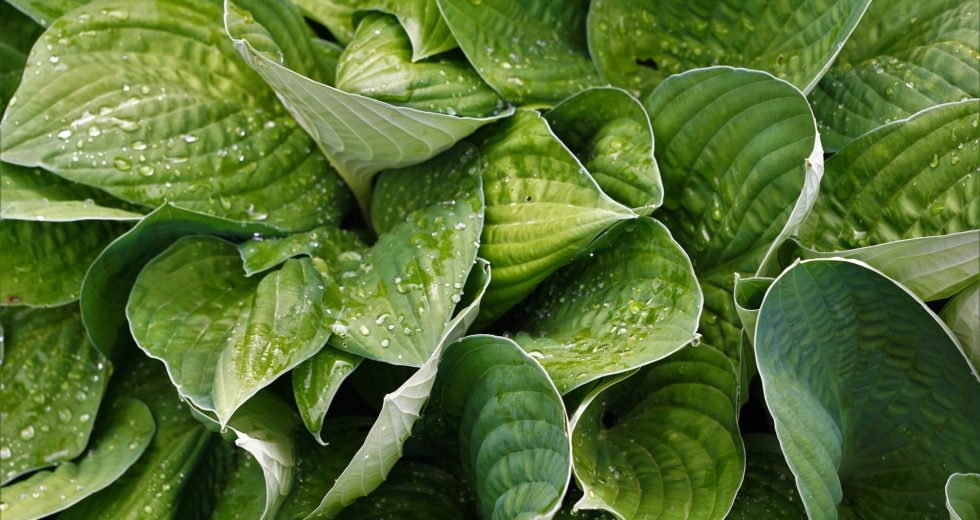 Why Plants Become Stressed If We Touch Them – Scientists May Finally Have the Answer