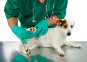 Entomologists Reveal 5 Ways to Get Rid of Ticks