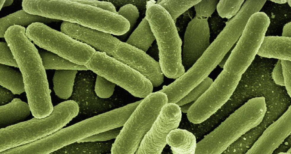 Bacteria Can Become Drug-Resistant Superbugs After Infection With Some Viruses