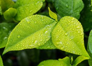 The Emergence of Plants Changed Carbon Cycle on Earth