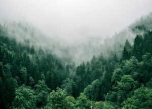 Planting More Trees Will Boost Summer Rains Across Europe, New Study Finds