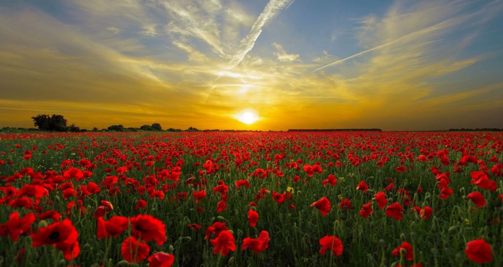 Guidelines for Sunlight Exposure and Self-Generating Vitamin D Could Need an Update