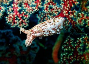 The Cuttlefish And Its Apparently Permanent Memories