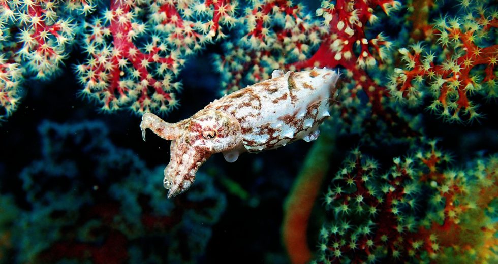 The Cuttlefish And Its Apparently Permanent Memories
