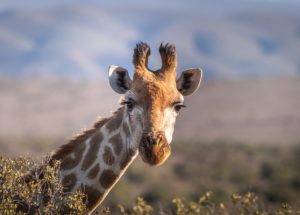 Study Shows Giraffes Develop Social Lives Similarly To Elephants