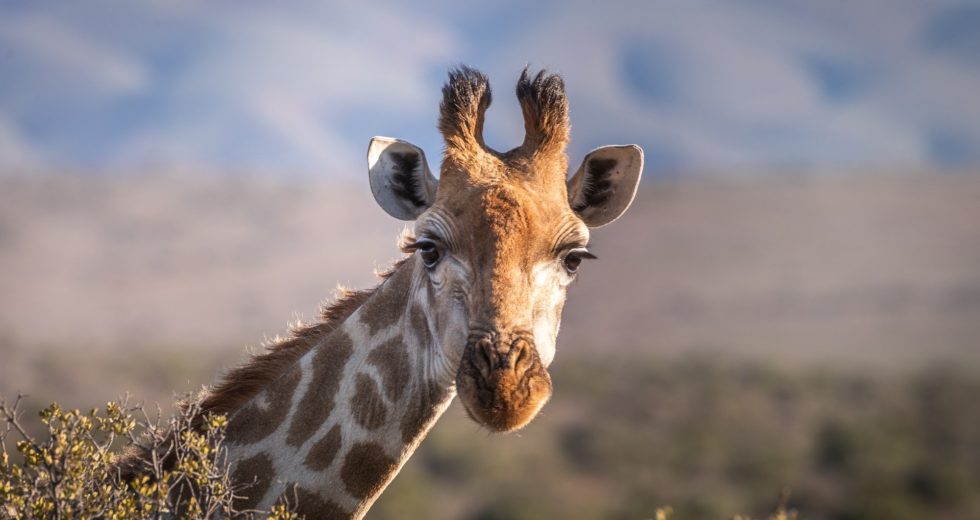 Study Shows Giraffes Develop Social Lives Similarly To Elephants