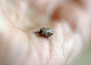 Lyme Disease – The Worst Disease During Tick Season and How to Stay Protected Against It