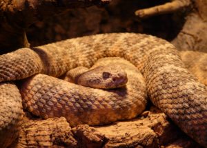 Rattlesnakes Use Their Rattling To Fool Potential Threats