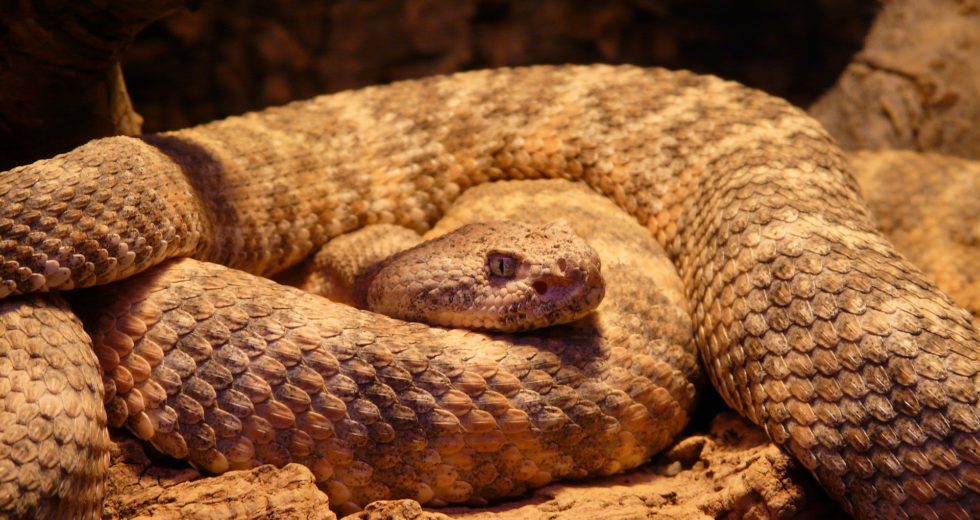 Rattlesnakes Use Their Rattling To Fool Potential Threats