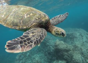 Ancient Egg Discovered in 2018 Belonged To Human-Sized Turtle