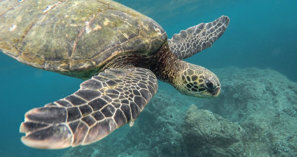 Ancient Egg Discovered in 2018 Belonged To Human-Sized Turtle