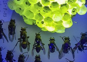 Wasp Nests Emit a Fluorescent Glow Under Ultraviolet Light